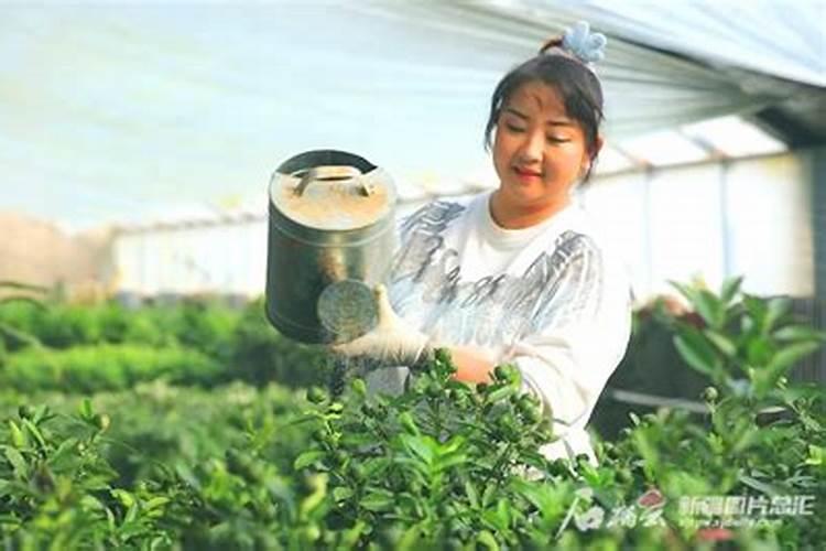 适宜盐碱地种植的苗木有哪些