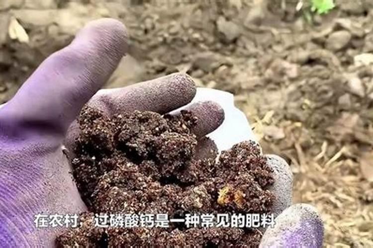 过磷酸钙可以直接撒吗