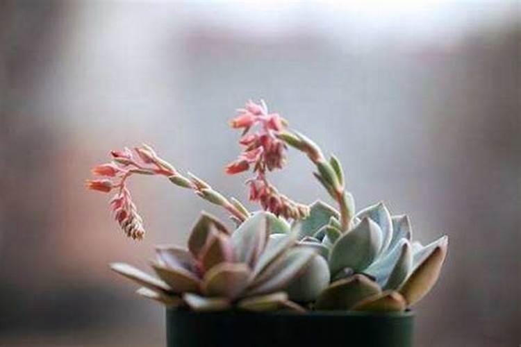 多肉植物施什么肥容易爆盆