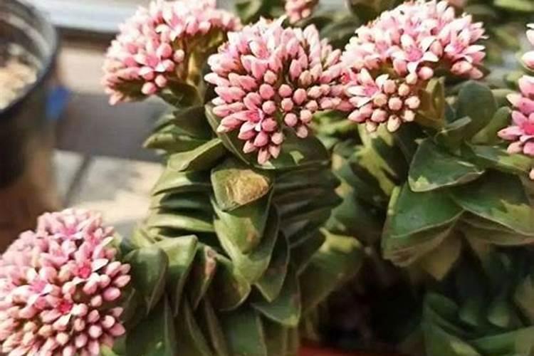 多肉植物施什么肥好