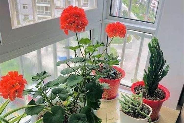 养花缓释肥和复合肥哪个好