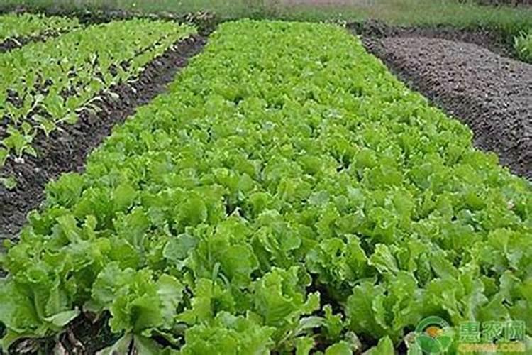 草木灰种菜的正确使用方法