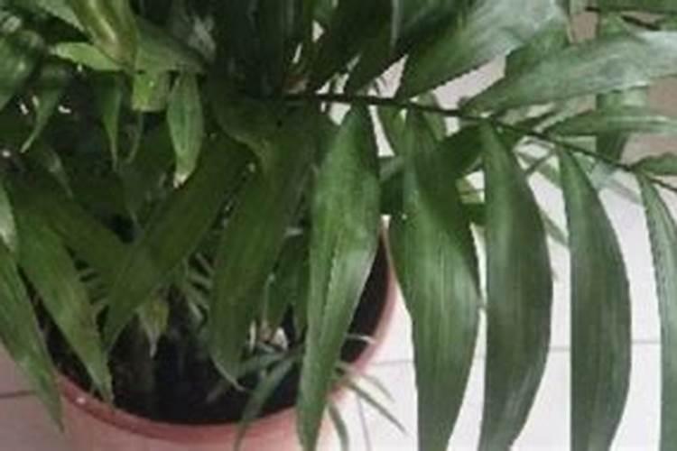 富贵椰子用什么肥料好