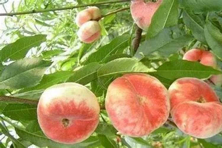 牡丹浇什么肥料合适