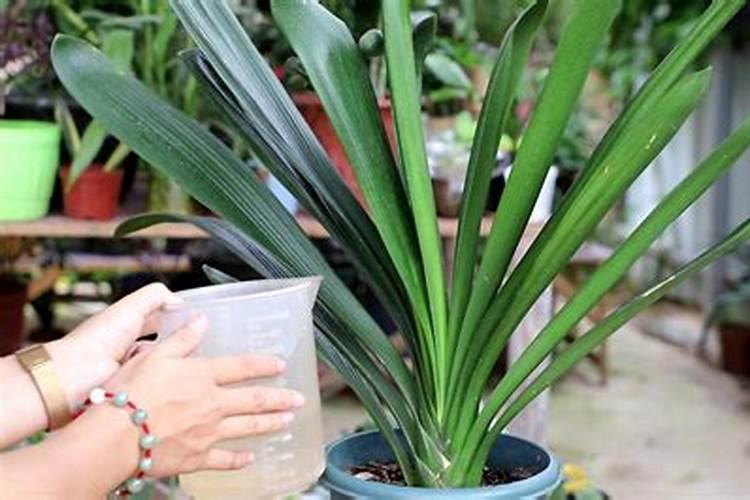 君子兰夏季可以施肥吗