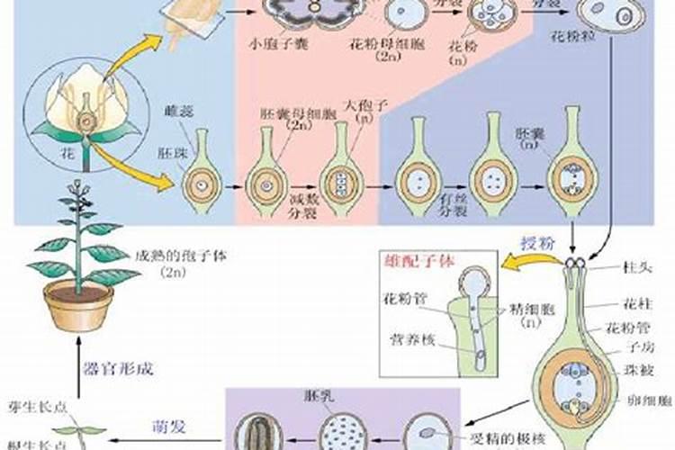 在请教一个问题,就是为什么植物在生殖生长时期要多施磷钾肥？