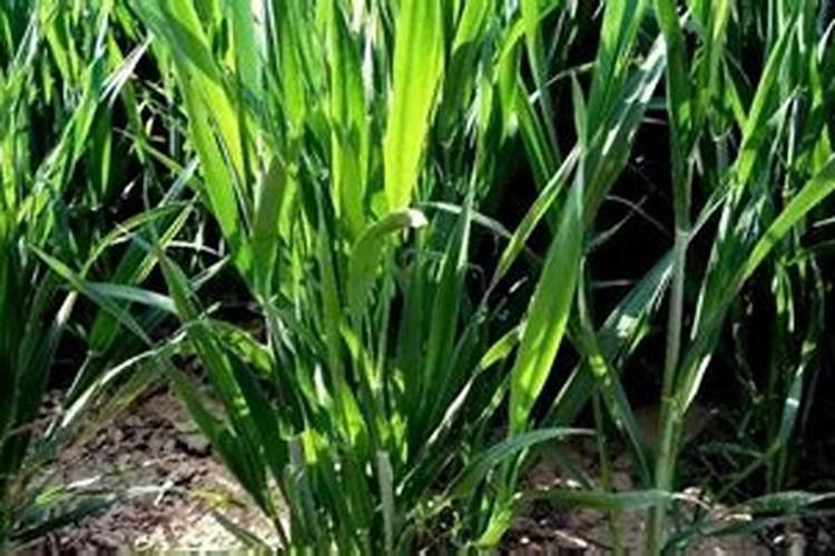 玉米喷锌肥和喷控旺剂矛盾吗