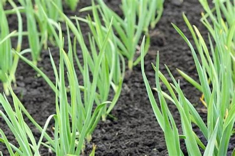 韭菜栽种多长时间可以施肥