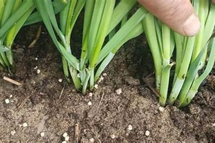 韭菜移植后多久施肥
