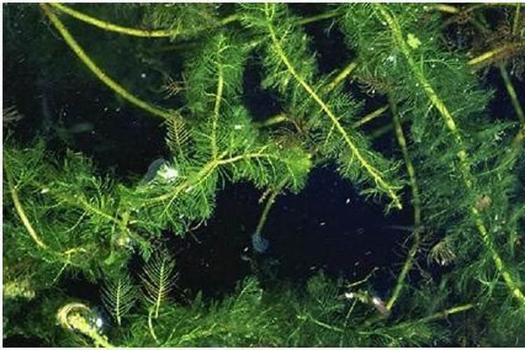 高温季节大棚茄果类蔬菜栽培,如何通过防徒长促开花坐果？