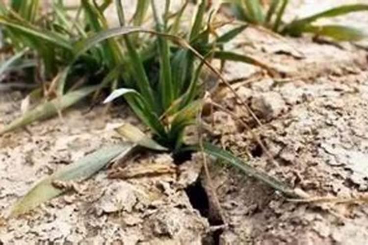 磷铁合金粉加氧化钙600度焙烧