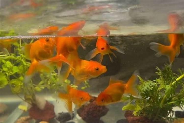 刚移栽的小番茄苗能浇鱼蛋白吗