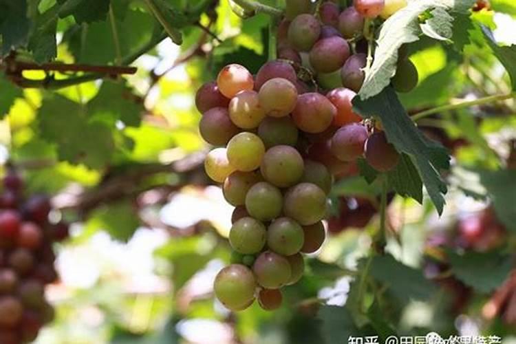巨峰葡萄追施什么肥料好？巨峰葡萄喷什么叶面肥结果多？巨峰葡萄叶面肥用...