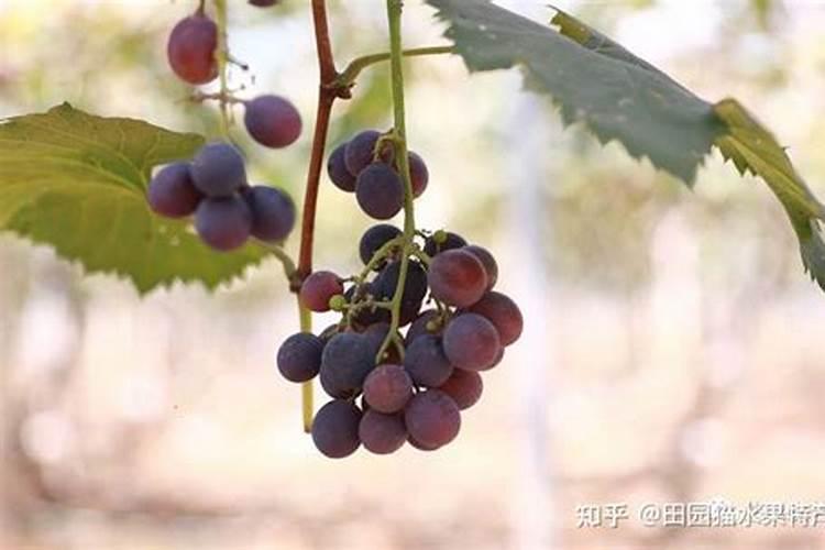 巨峰葡萄转色前喷糖醇钙好吗