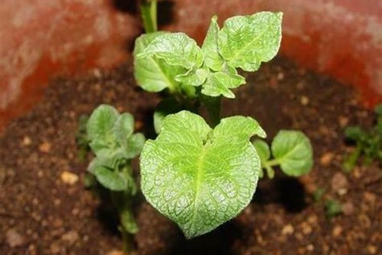 毛豆快熟时还用浇水施肥吗？用什么肥好