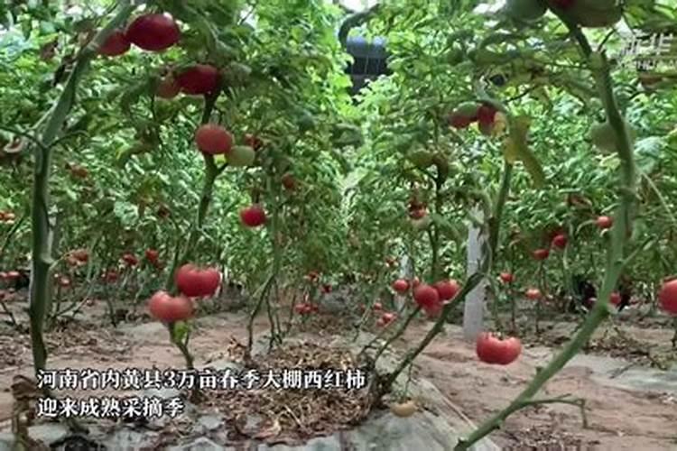 想种大棚西红柿,如何进行水肥管理？要注意什么？