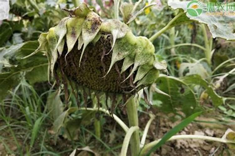 硼肥在花期的使用方法,缺硼的土壤适合种什么