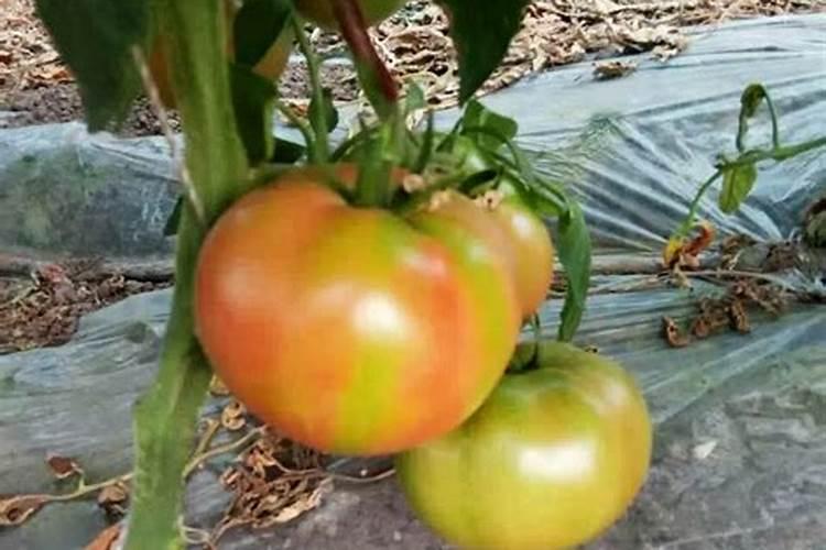 芹菜能不能用氯化钾肥料 怎么施肥效果好