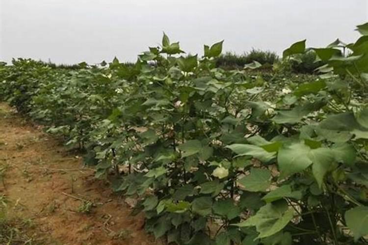 棉花的硼肥滴灌给棉花有用吗？