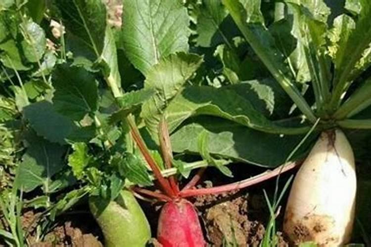 种植萝卜如何施硼肥呢？施硼肥的方法有哪些？