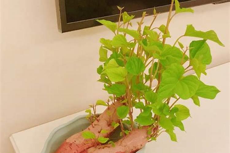 红薯水培种植方法