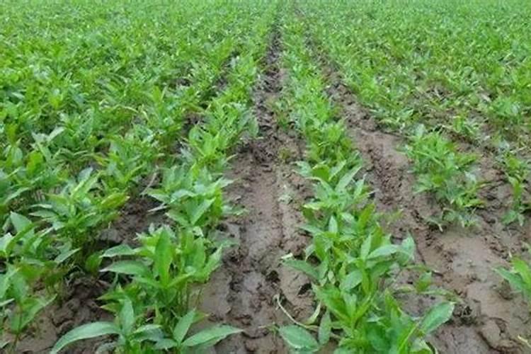 半夏的高产施肥方法是什么