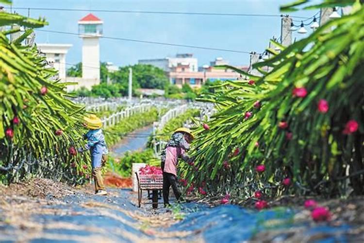 火龙果膨果期哪些肥料可以用作基肥？火龙果膨大期用哪些肥料好？