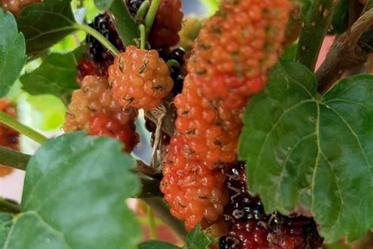 桑葚子开始红结果多可以再加施肥吗？