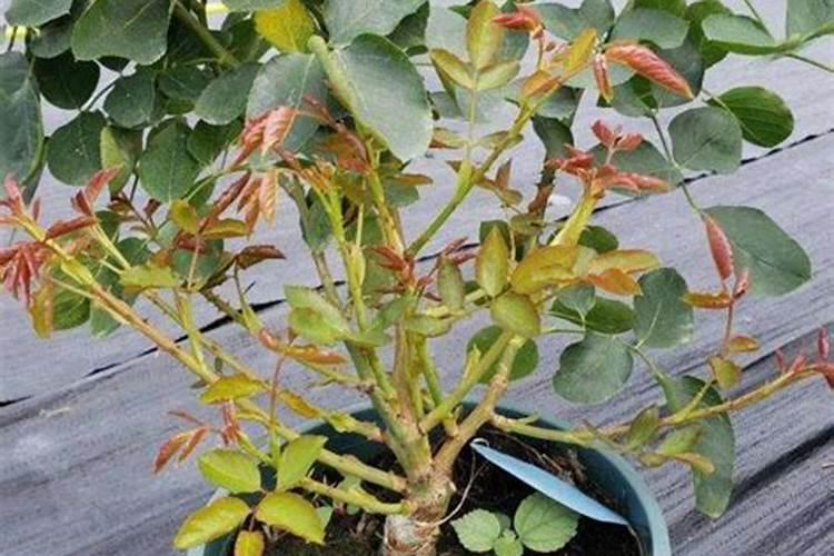 月季花怎么养护和施肥