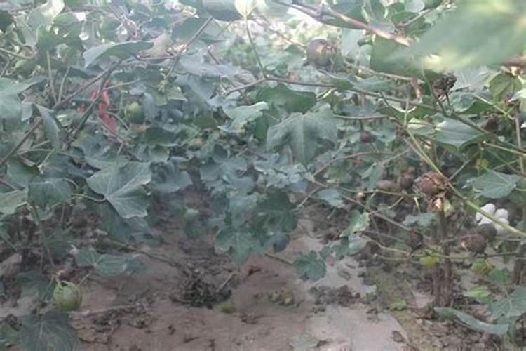 什么肥料可使树干粗壮？喜满地水溶肥效果好吗？