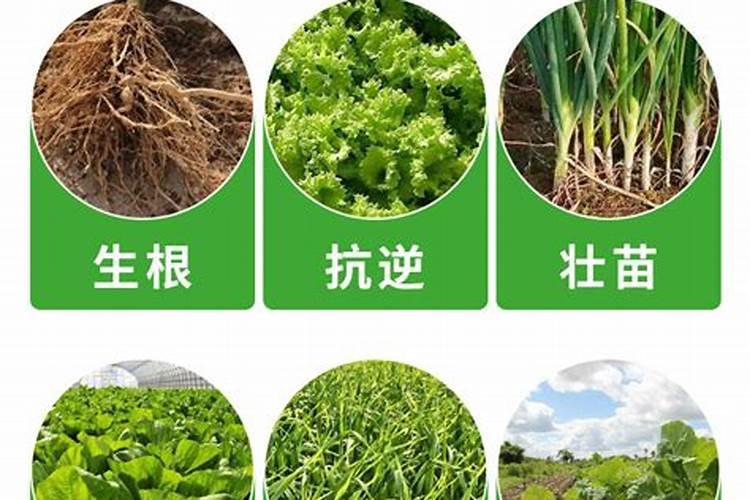 土壤活化剂水养可以用吗？