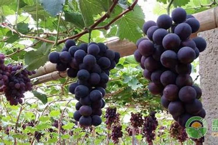 ...也就是说过几天要套袋 才在园子里发现手一触碰到葡萄要掉粒...