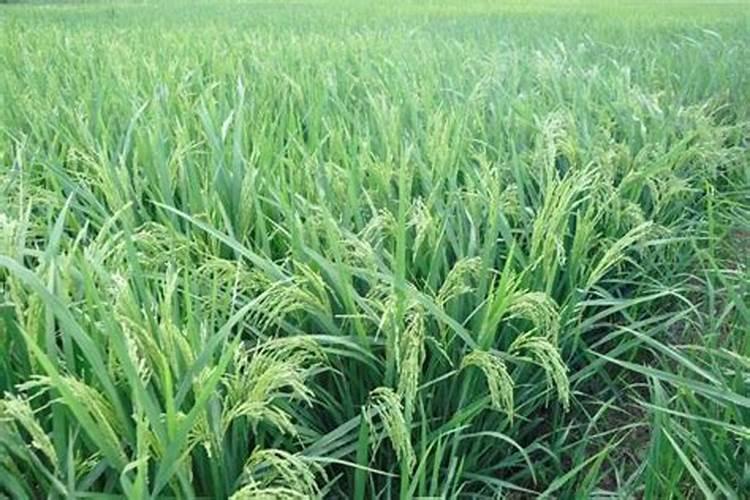 某稻田生态系统中,水稻长势喜人,农民正忙着进行除草、治虫、施肥等生 ...