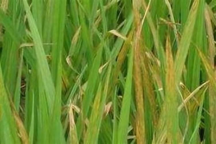 肥田出瘪稻的原因