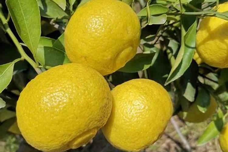 柑橘专用肥料颗粒全年都可以用吗？