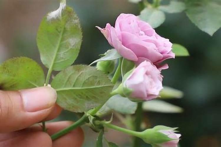 月季花叶子发黄怎么治