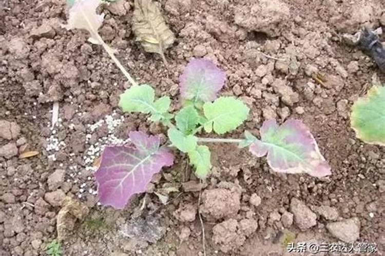 土豆施肥的方法 如何给土豆施肥