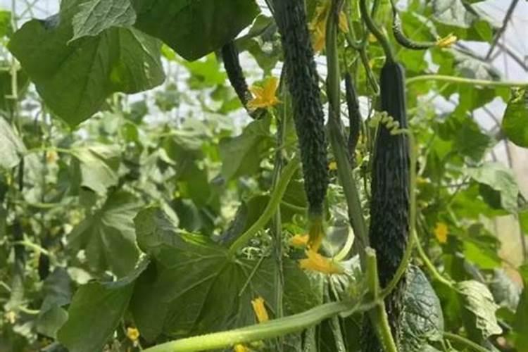 有没有硫酸钾水溶肥