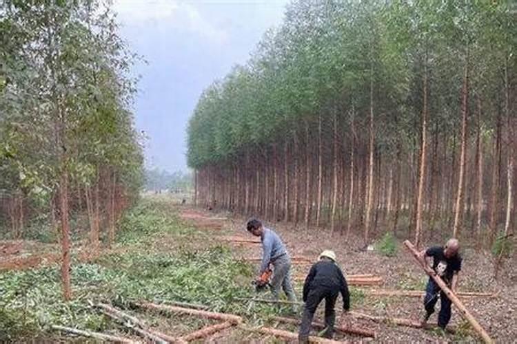 桔子树用什么肥料最好