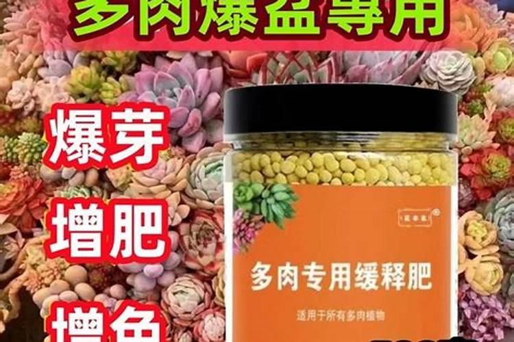 多肉中间爆崽怎么处理