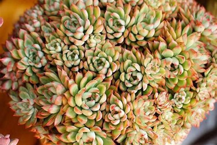 多肉中间爆崽怎么处理