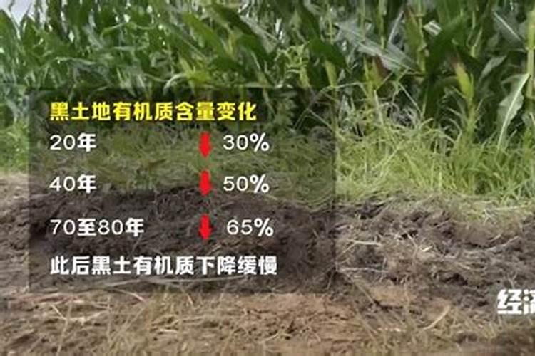 玉米用多少底肥合适？