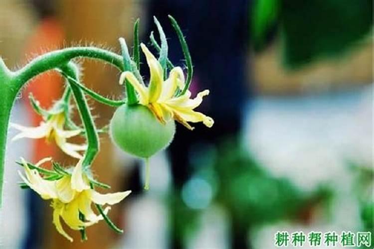 西红柿开花期如何施肥