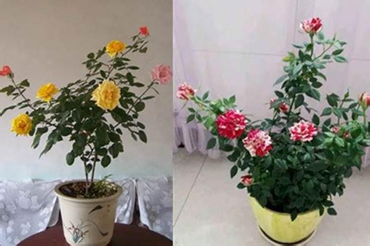 月季花的施肥方法