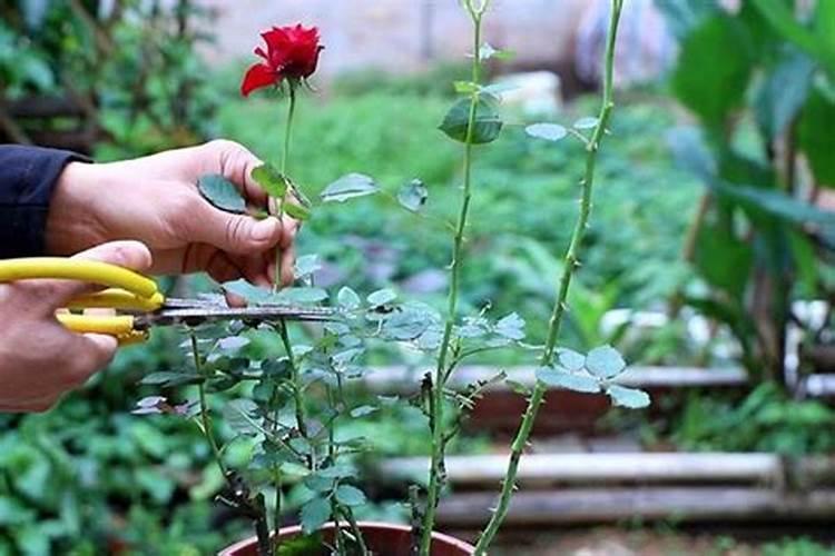 月季花施什么肥料最好