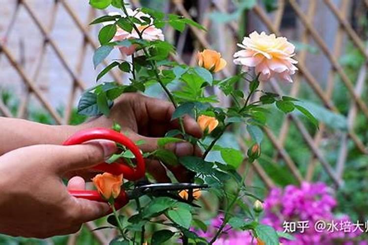 月季花可以用磷酸二氢钾肥吗(月季适合施什么肥料长得好)