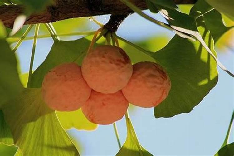 银杏施肥时间和方法