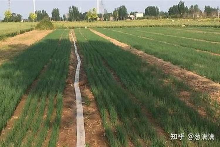 洋葱种多深最好？