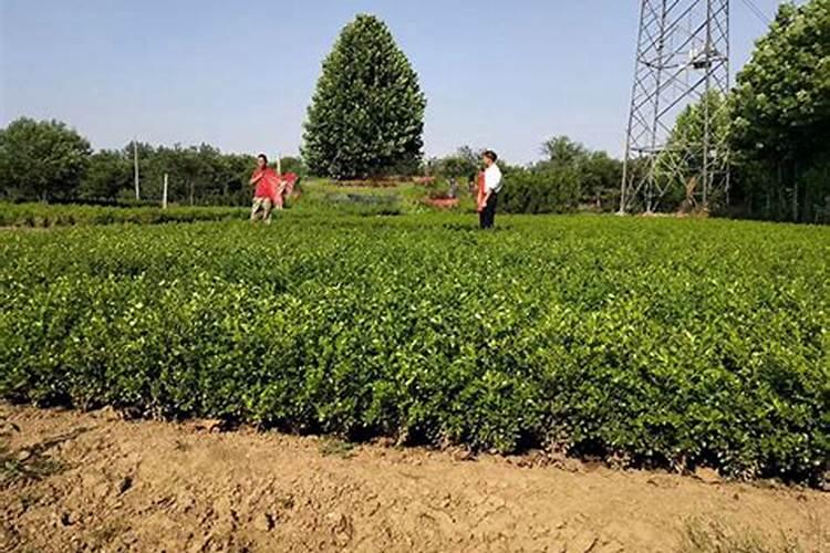 黄杨树什么时候施肥