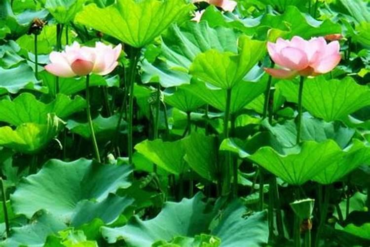 缸养荷花怎么施肥